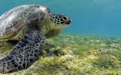 Réalisation du futur centre de soins des tortues marines à Mayotte